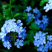 蓝的花园