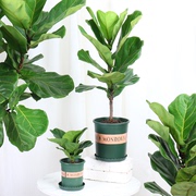 客厅绿色植物