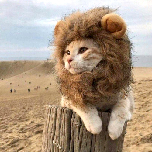 猫咪狮子头套猫帽子可爱搞怪宠物拍照道具小狗狗装扮服饰装饰品